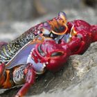 Crab at Tenerife Beach