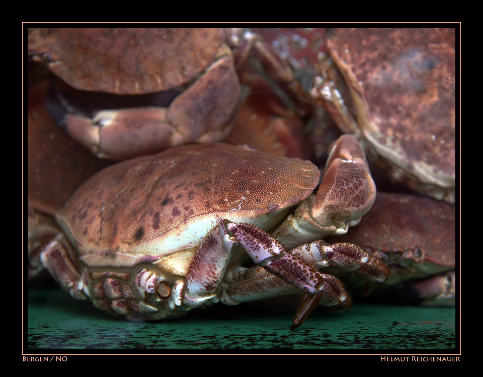 Crab (Cancer pagurus), Bergen Fish Market II, Bergen / NO