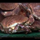 Crab (Cancer pagurus), Bergen Fish Market II, Bergen / NO