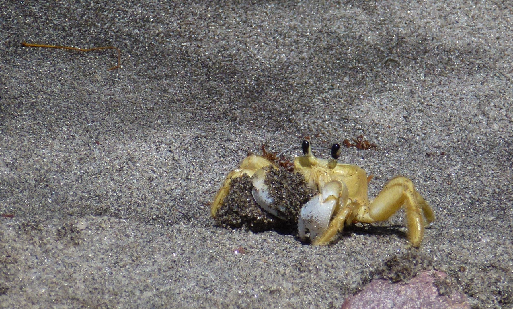 crab carrying sand