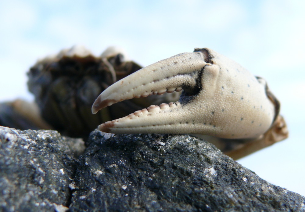 Crab Claws