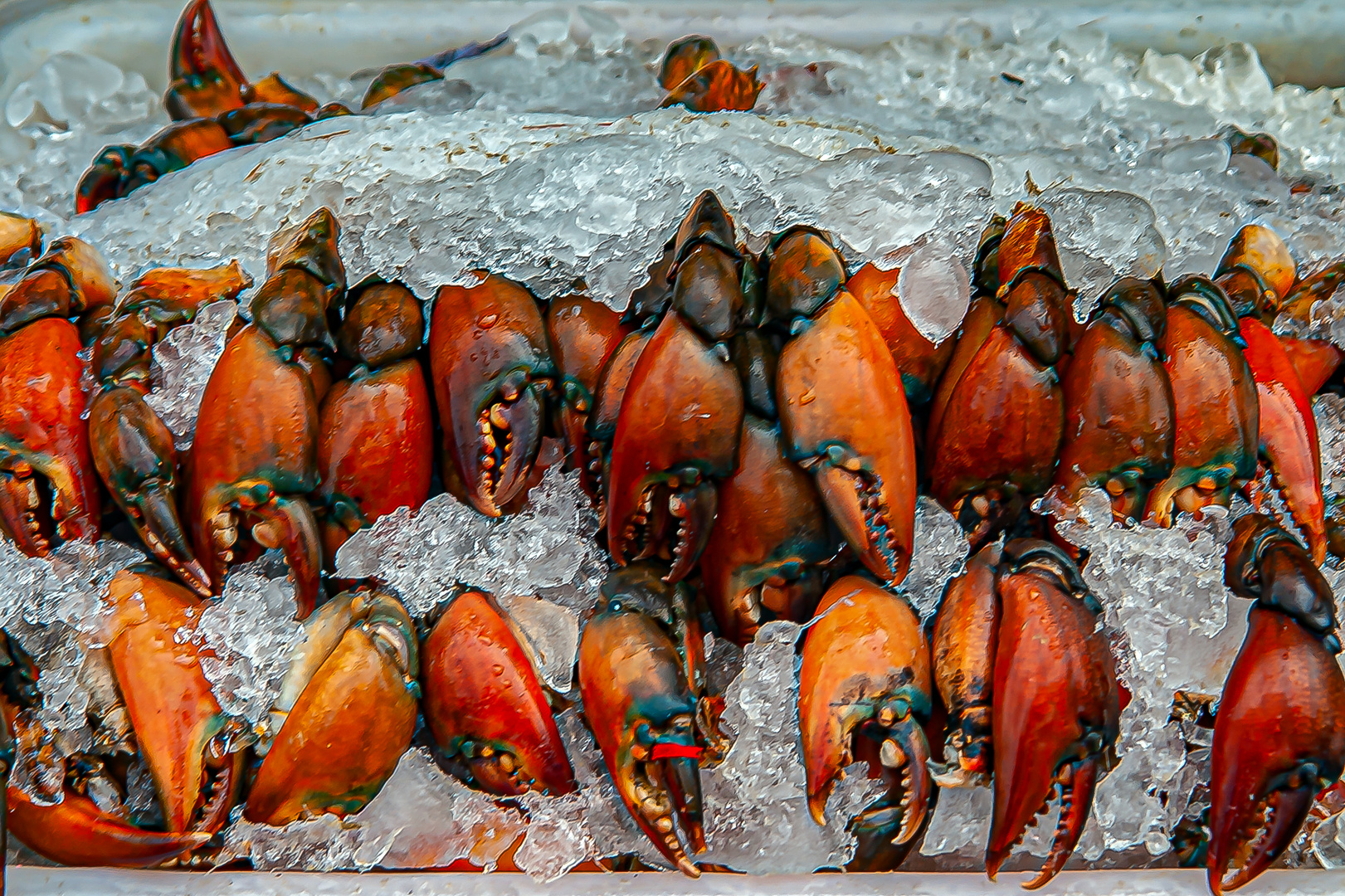 Crab claws to sell out on the market