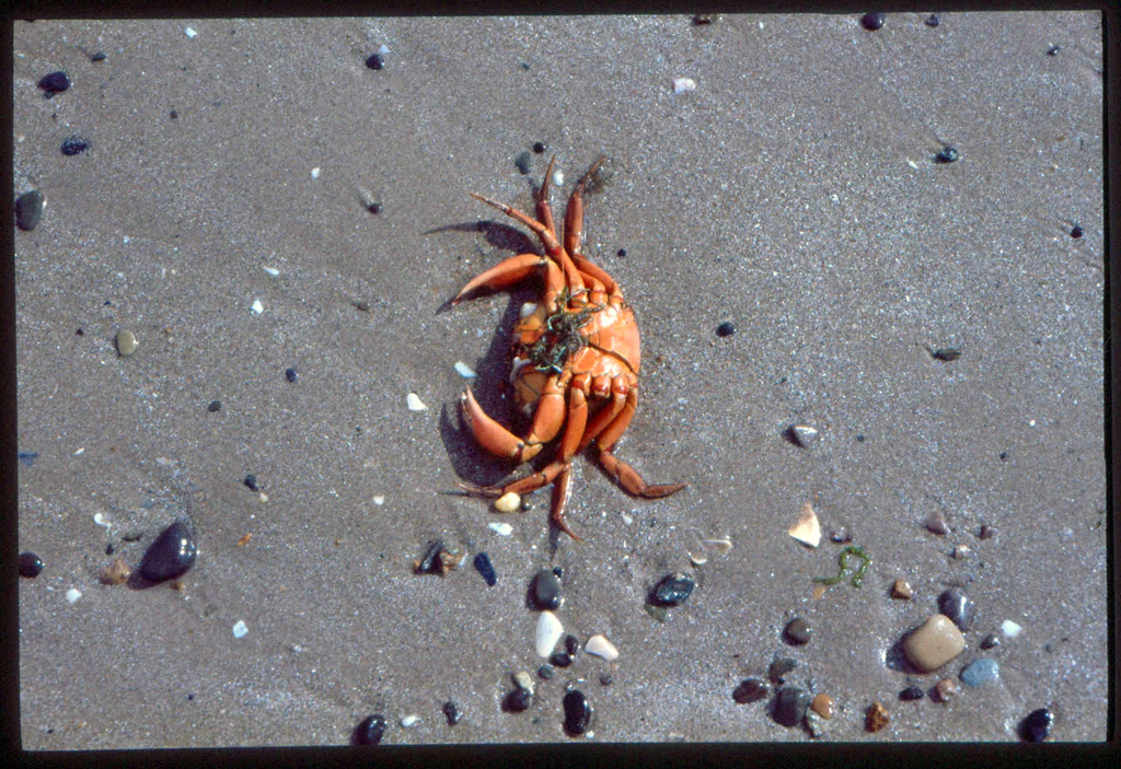 Crab