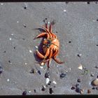 Crab