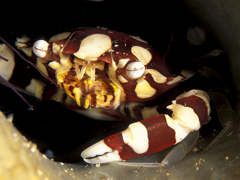 crab in anemone