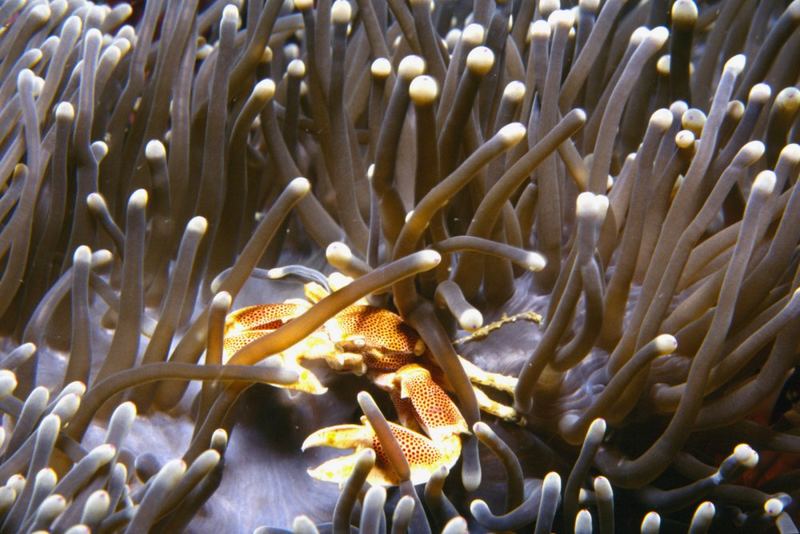 crab in anemone