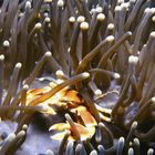 crab in anemone