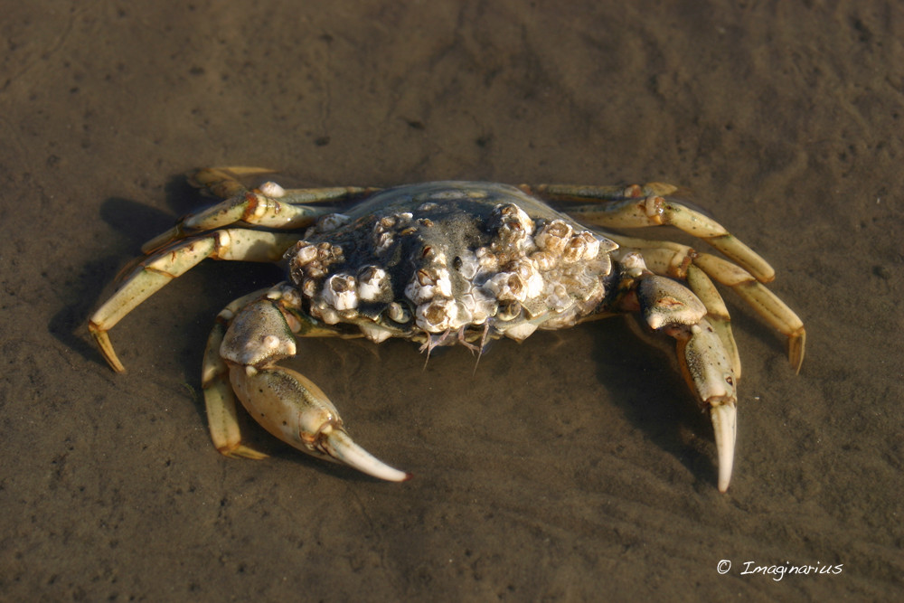 crab in low water
