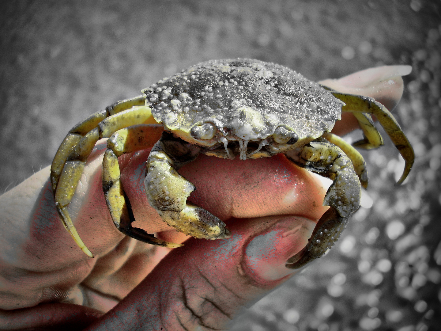 crab in my hand