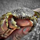 crab in my hand