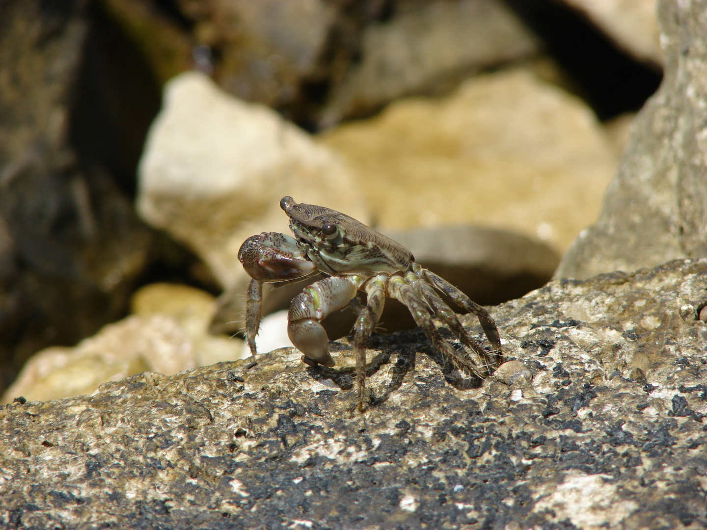 Crab on a stone