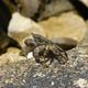 Crab on a stone