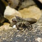 Crab on a stone