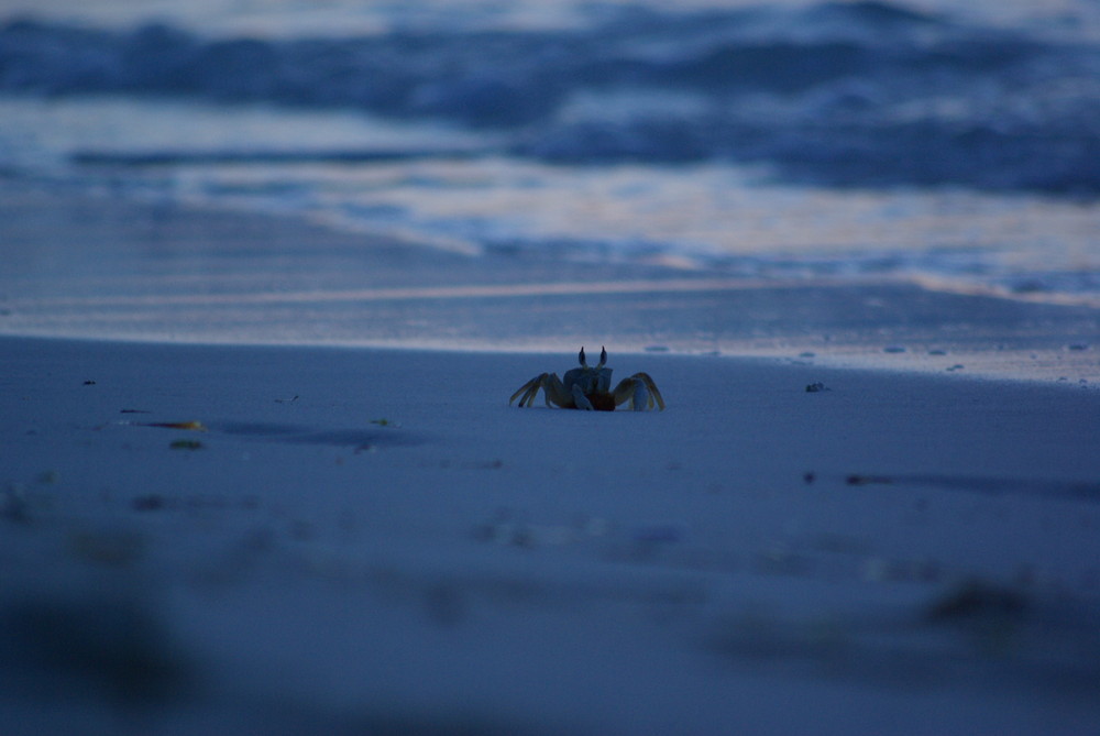 Crab on the beach