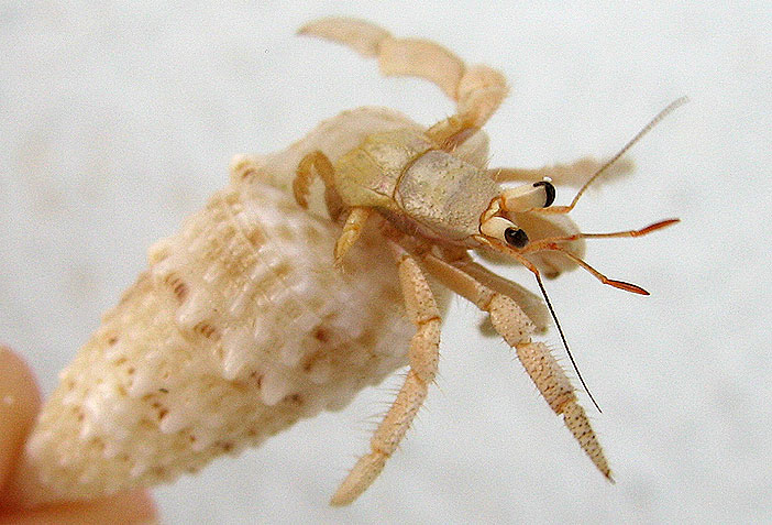 Crab on the Maledives