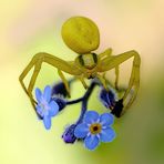 ...Crab spider...;-)