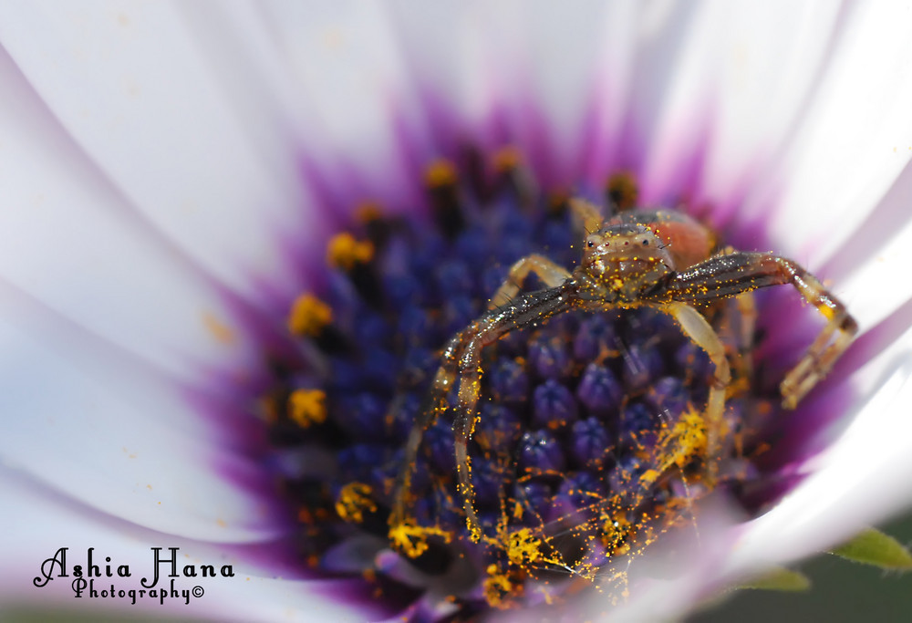 Crab Spider