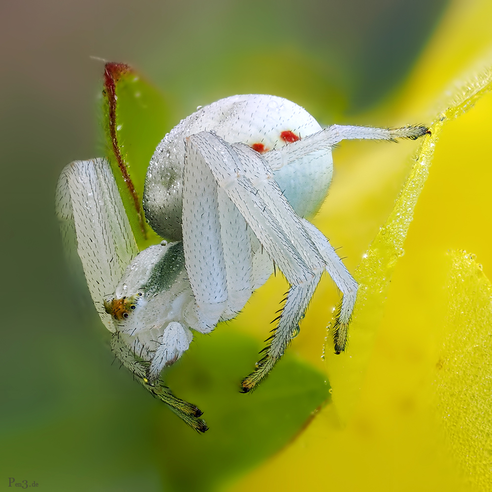 Crab Spider