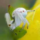 Crab Spider