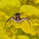 Crab Spider Macro - Thomisidae