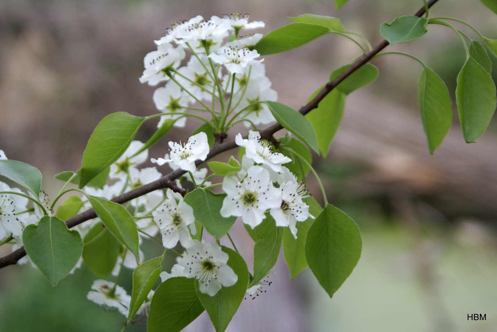 Crabapple Bloosoms