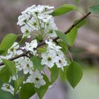 Crabapple Bloosoms