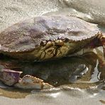crabby day at the beach...