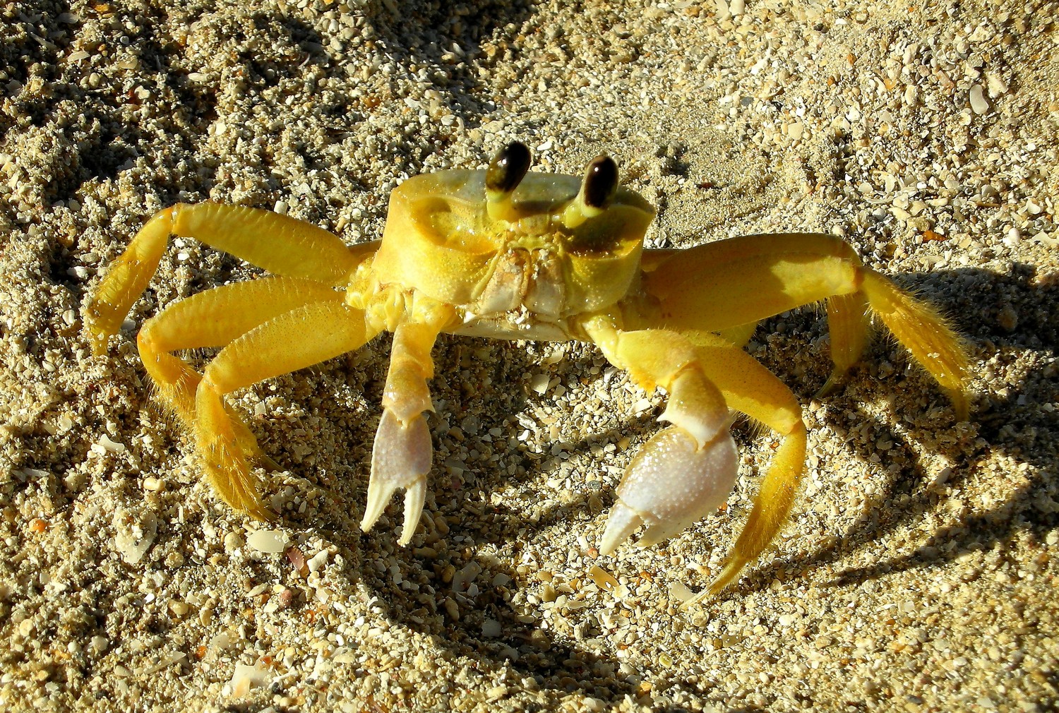 Crabe aux pinces d'or
