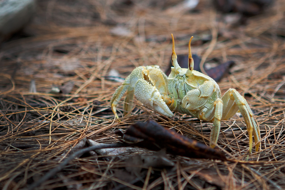 Crabe de cocotier