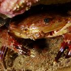 crabe de récif