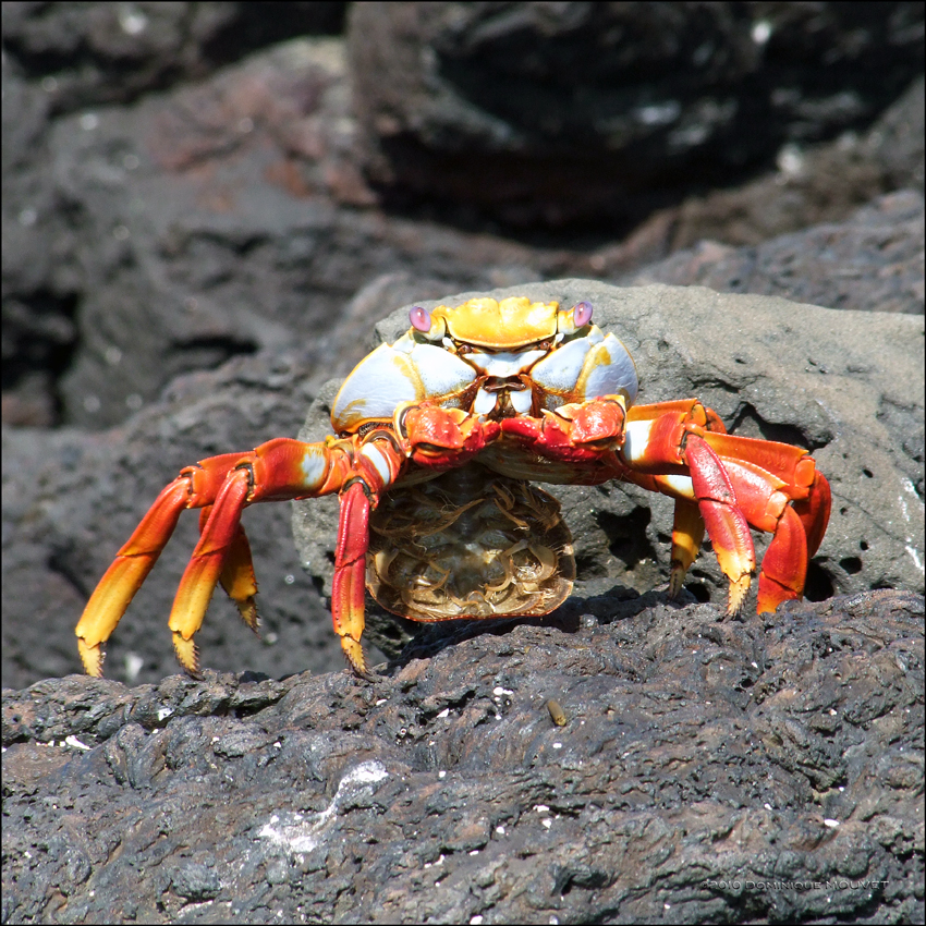 Crabe des Galapagos