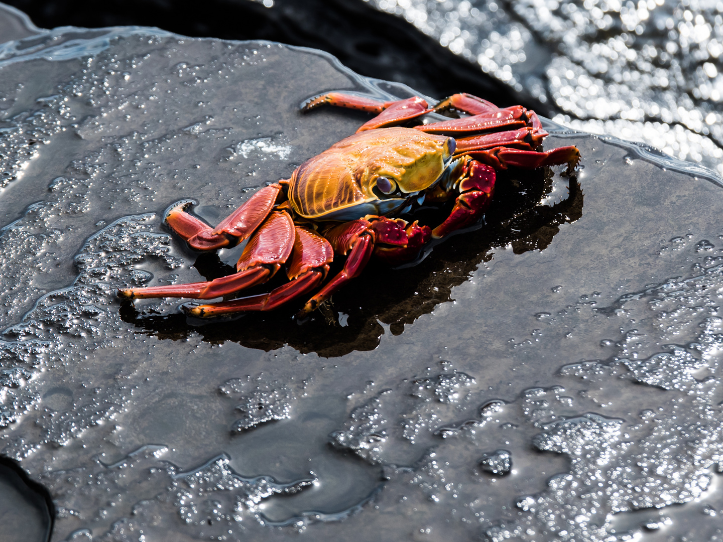 Crabe des Galapagos