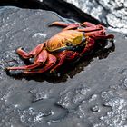 Crabe des Galapagos