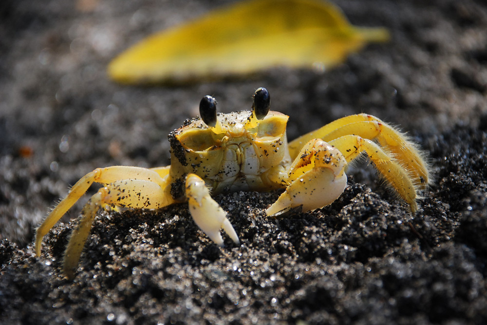 Crabe sur sable noir