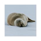 [ Crabeater Seal ]