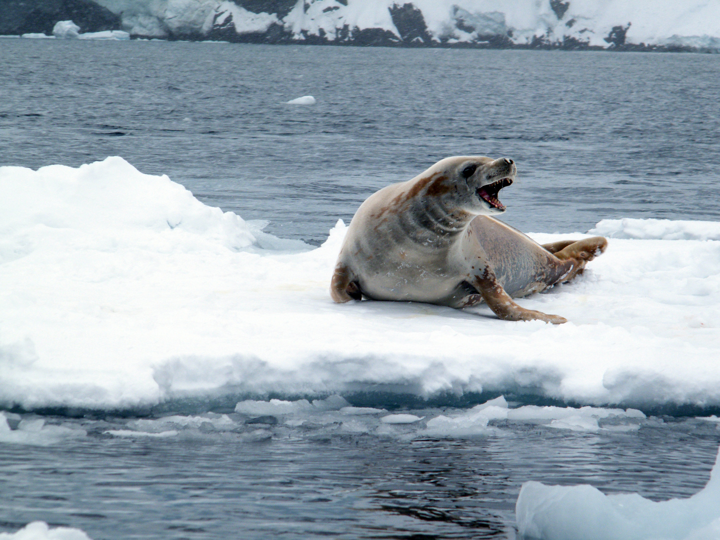 Crabeater seal