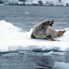 Crabeater seal