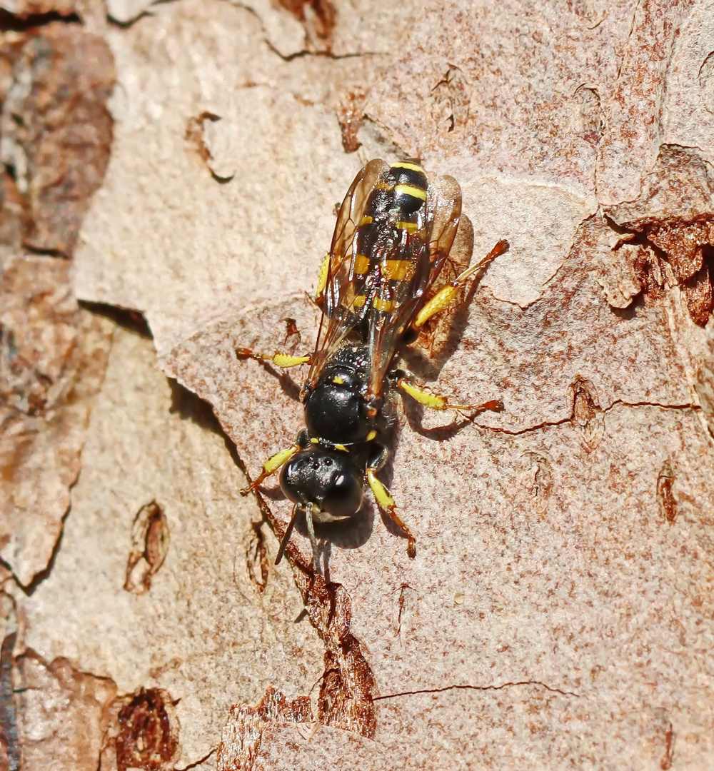 Crabro peltarius