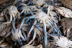 [ … crabs for sale ]