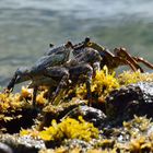 Crabs in the Caribbean