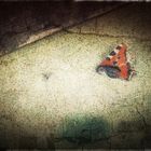 Cracked butterfly