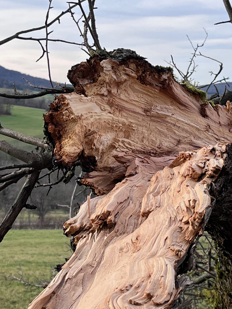 Cracked tree colour