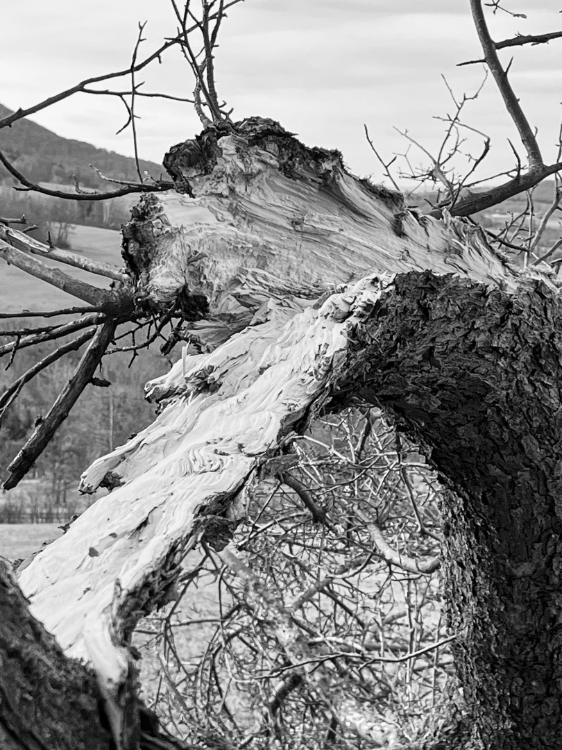 Cracked Tree