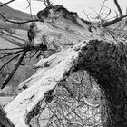 Cracked Tree