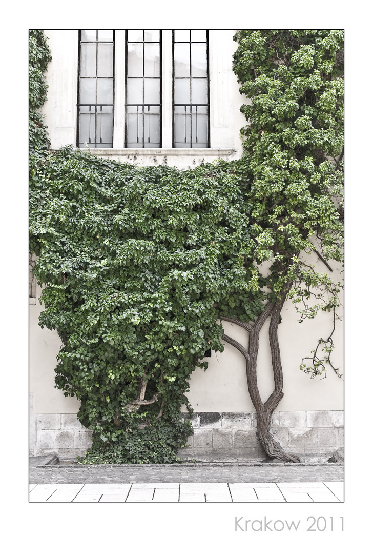 Cracow Window