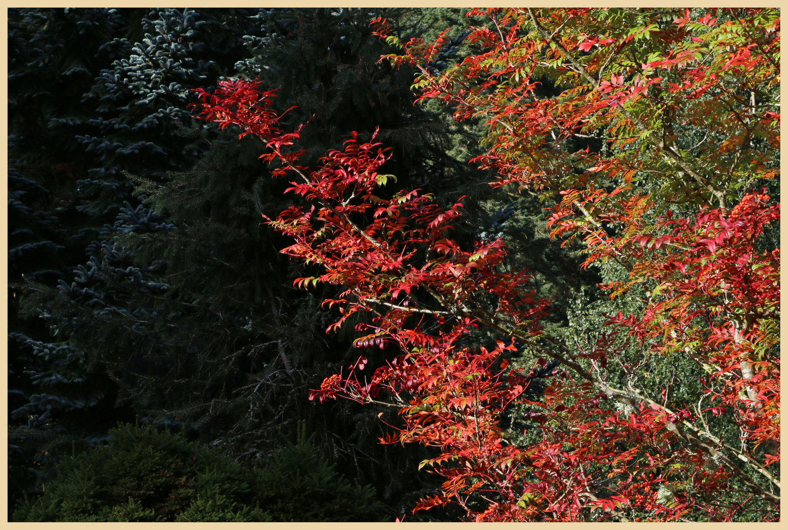 cragside detail 22