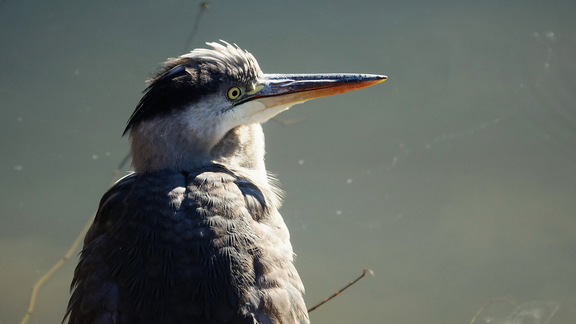 Crailsheimer Graureiher (Ardea cinerea)