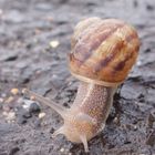 Crailsnail