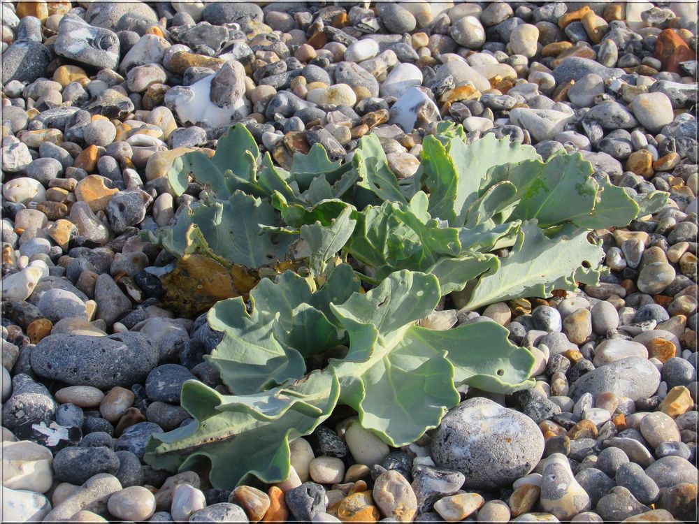 ..Crambe maritima..