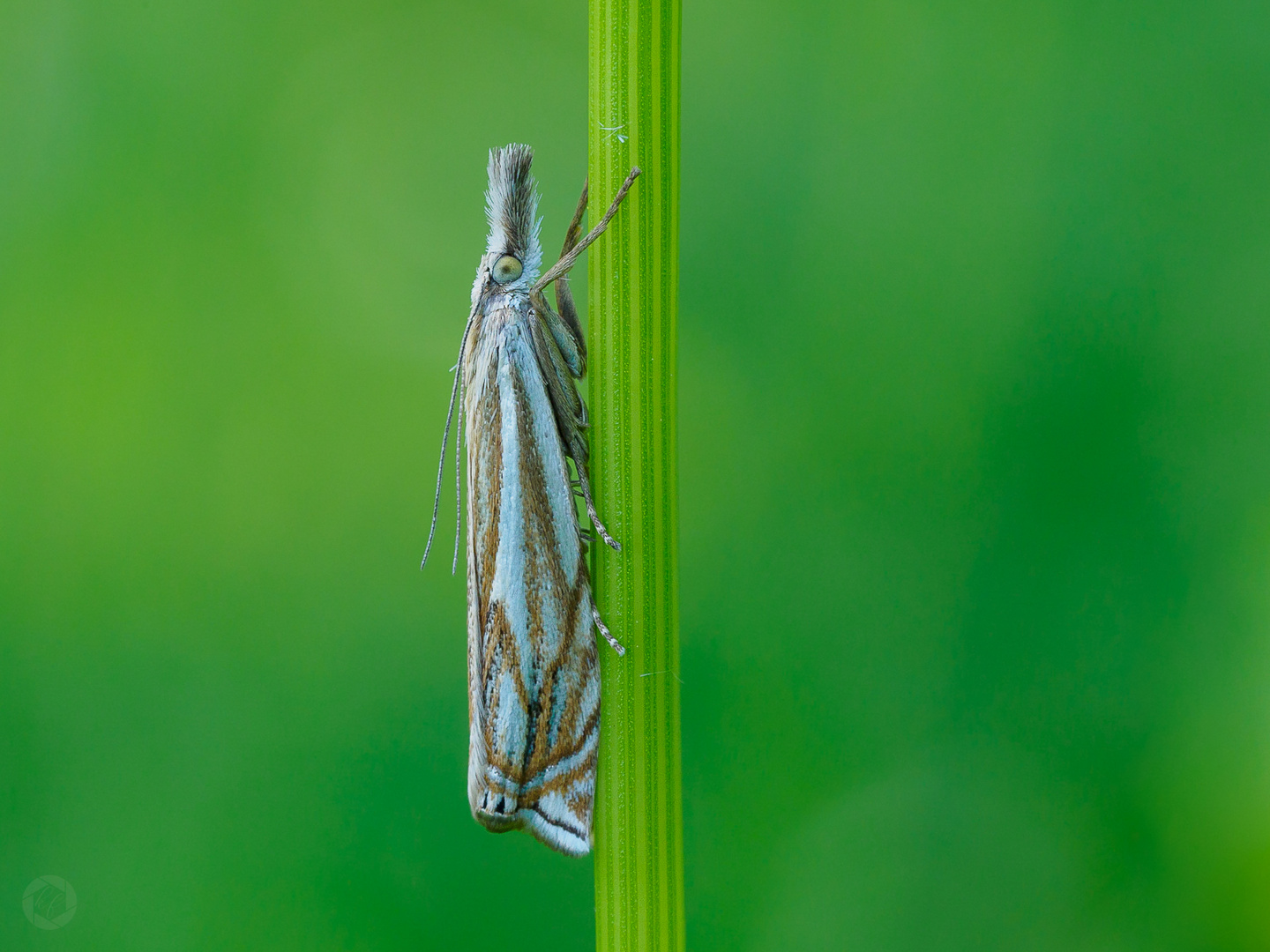 Crambus